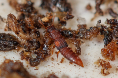 Thoracophorus