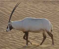 Oryx leucoryx