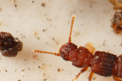 Thoracophorus
