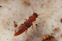 Thoracophorus
