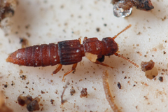 Thoracophorus