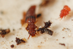 Thoracophorus