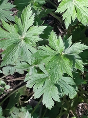 Geranium phaeum