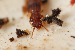Thoracophorus
