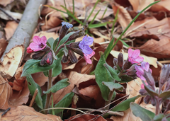 Pulmonaria officinalis