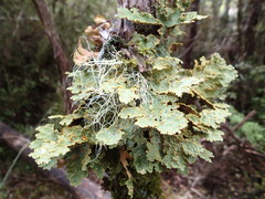 Yarrumia colensoi