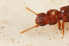 Thoracophorus