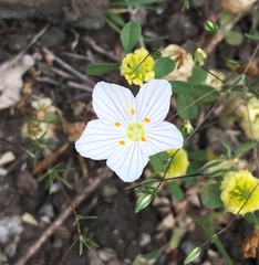 Leptosiphon liniflorus