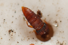 Thoracophorus