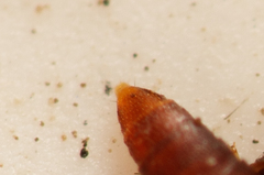 Thoracophorus