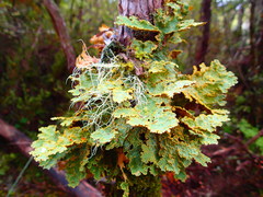 Yarrumia colensoi