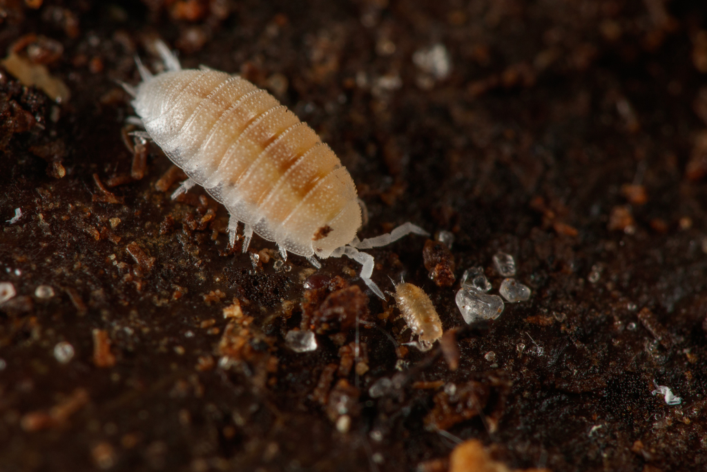 Porcelain Woodlouse