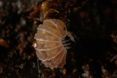 Reductoniscus costulatus