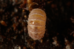 Reductoniscus costulatus