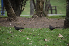 Turdus merula