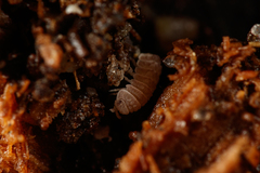 Reductoniscus costulatus