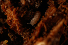 Reductoniscus costulatus