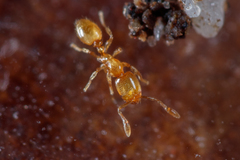 Solenopsis