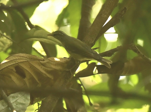 Western Crowned Warbler (Phylloscopus occipitalis), photo 4