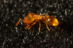Solenopsis