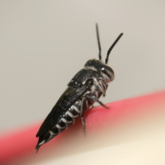 Coelioxys confusus