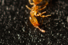 Solenopsis