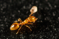 Solenopsis