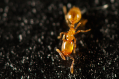 Solenopsis