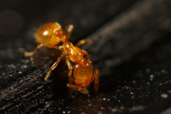 Solenopsis