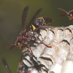 Polistes stigma townsvillensis