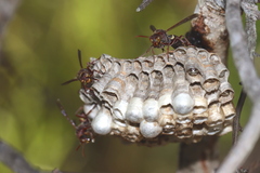 Polistes stigma townsvillensis