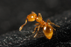 Solenopsis