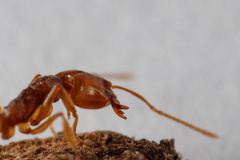 Anochetus