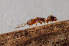 Anochetus