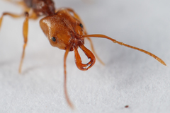 Anochetus