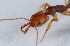 Anochetus