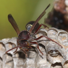 Polistes stigma townsvillensis