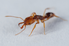 Anochetus