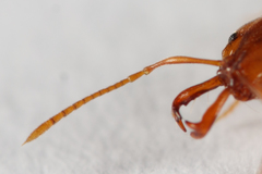 Anochetus