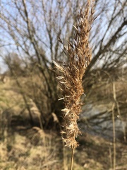 Poaceae