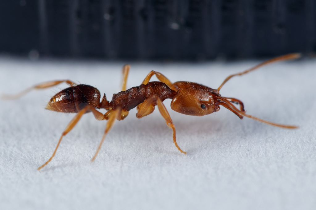 Mayr's Lesser Trap-jaw Ant