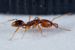 Anochetus