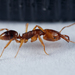 Mayr's Lesser Trap-jaw Ant - Photo (c) Sean Birk Bek Craig, some rights reserved (CC BY-NC-ND), uploaded by Sean Birk Bek Craig