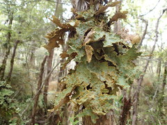 Yarrumia colensoi