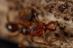 Anochetus