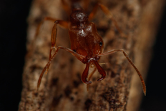Anochetus