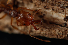 Anochetus