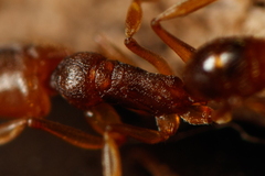 Anochetus