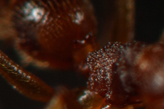 Anochetus
