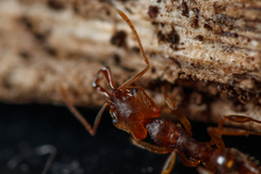 Anochetus